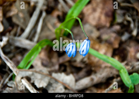 Sibirischer Blaustern Blüten im zeitigen Frühjahr Stockfoto