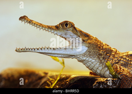 Australische Süßwasser Krokodil - Porträt / Crocodylus Johnsoni Stockfoto