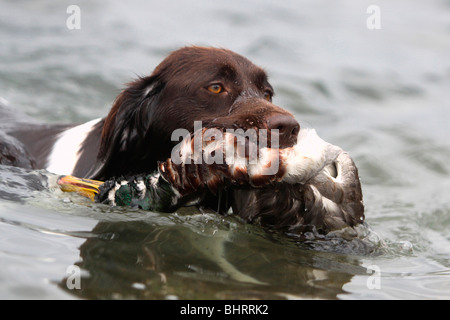 Kleiner Munsterlander Hund im Wasser - eine Ente Abrufen Stockfoto