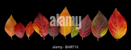 Gruppe von hellen Zwergmispel Blättern in einer Linie auf einem schwarzen Hintergrund in Herbstfarben angeordnet Stockfoto
