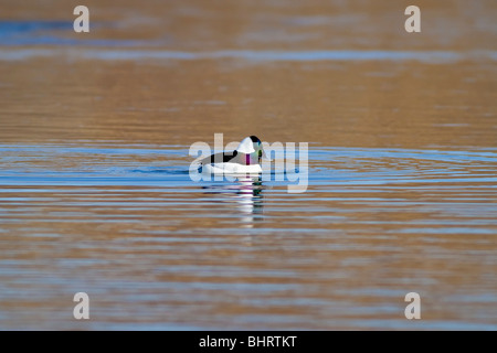 Männliche Bufflehead Ente - Bukephala Albeola - Baden im See - in warmes Licht in flachen Winkel fotografiert Stockfoto