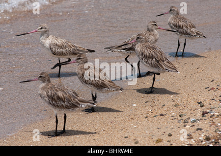 Eine Gruppe von Barschwanzgotwits (Limosa lapponica) an einem Strand in Queensland. Sie sind bekannt für den längsten Zugflug von Alaska nach Neuseeland Stockfoto