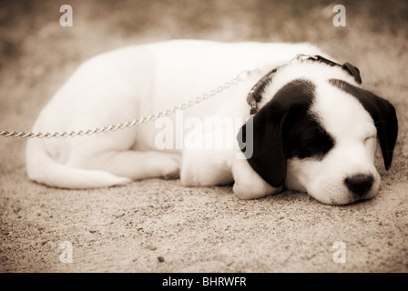 Ein schwarzen und weißer Welpen ruht auf dem Boden, während an der Leine gebunden. Stockfoto