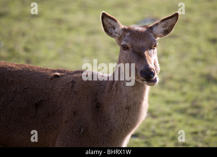 Rothirsch Cervus Elaphus Porträt des einzigen Erwachsenen weiblichen UK Stockfoto