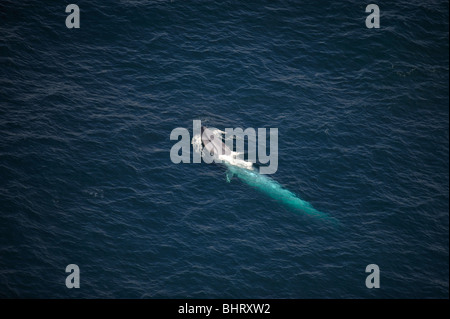 BLAUWAL, AUSTRALIEN Stockfoto