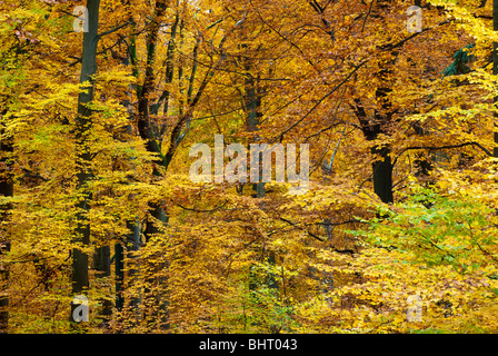 Herbstwald, Neroberg, Wiesbaden, Hessen, Deutschland | Herbst, Wald, Wiesbaden, Hessen, Deutschland Stockfoto