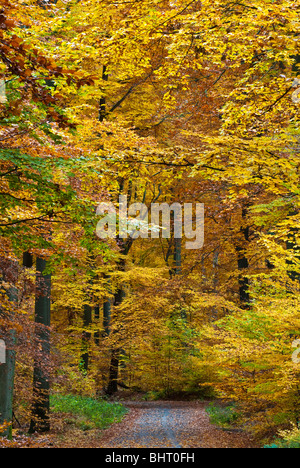 Herbstwald, Neroberg, Wiesbaden, Hessen, Deutschland | Herbst, Wald, Wiesbaden, Hessen, Deutschland Stockfoto