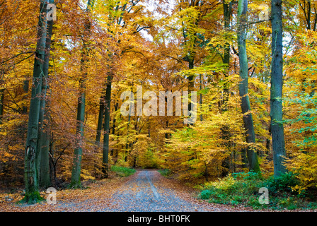 Herbstwald, Neroberg, Wiesbaden, Hessen, Deutschland | Herbst, Wald, Wiesbaden, Hessen, Deutschland Stockfoto