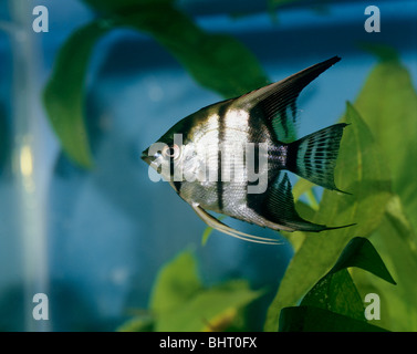 Freshwater Angelfish (Auchen Scalare) in einem Aquarium Stockfoto