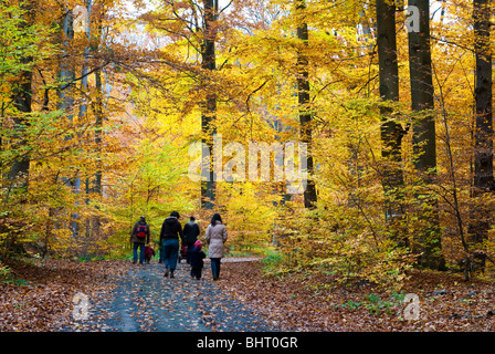 Herbstwald, Spaziergang, Neroberg, Wiesbaden, Hessen, Deutschland | Herbst, Wald, Wiesbaden, Hessen, Deutschland Stockfoto