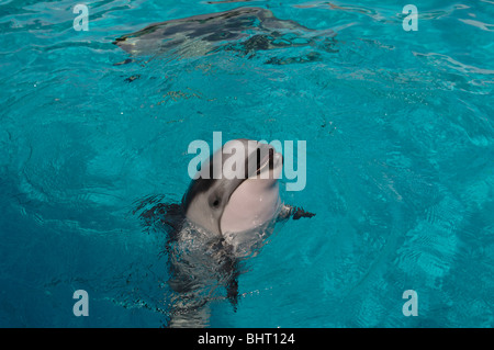 PACIFIC WHITE-SIDED DOLPHIN KALB Stockfoto