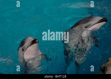 PACIFIC WHITE-SIDED DOLPHIN KALB UND MUTTER Stockfoto