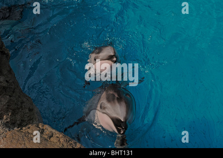 PACIFIC WHITE-SIDED DOLPHIN KALB UND MUTTER Stockfoto