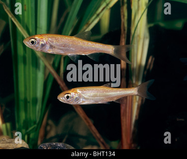 IDE, Orfe (Leusiscus IDU), zwei Personen unter Wasser Stockfoto