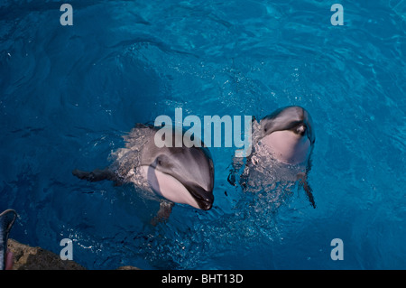 PACIFIC WHITE-SIDED DOLPHIN KALB UND MUTTER Stockfoto