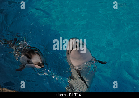 PACIFIC WHITE-SIDED DOLPHIN KALB UND MUTTER Stockfoto