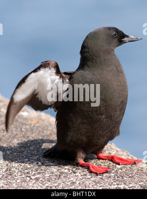 Eine schwarze Guillemot seine Flügel ausbreitet Stockfoto