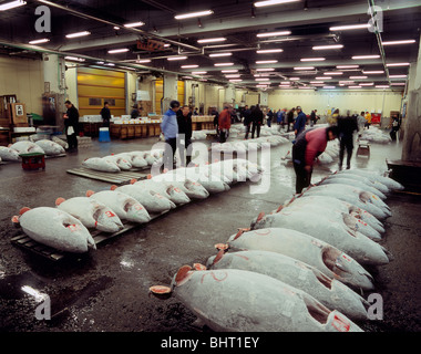 Tsukiji Fish Market, Chuo, Tokyo, Japan Stockfoto