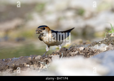 Red rumped Swallow (Hirrundo Daurica) Schlamm für den Nestbau zu sammeln Stockfoto