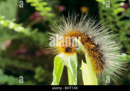 Garten-Tiger Moth - Raupe / Arctia Caja Stockfoto