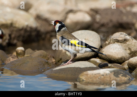Europäische Stieglitz (Zuchtjahr Zuchtjahr) hocken auf einem Felsen von Wasser Stockfoto