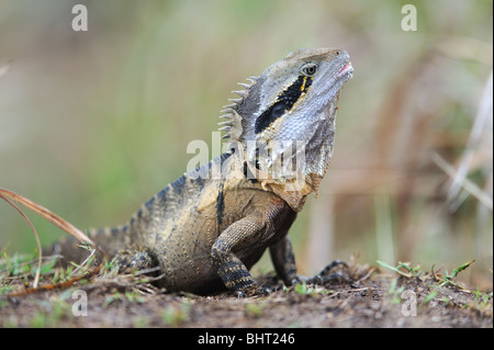 Crested Eidechse Reptilien finden Sie auf einen Großteil der Sunshine Coast Australien - manchmal auch Leguane, sie in freier Wildbahn leben und wachsen große Stockfoto