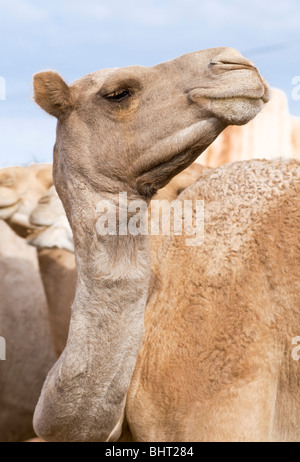 Porträt von einem Kamel, Wüste Sahara, Marokko Stockfoto