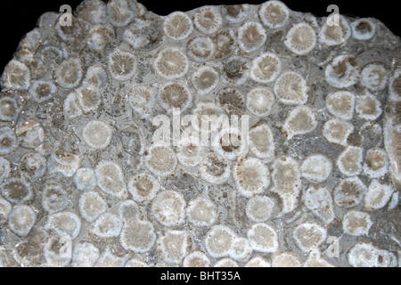 Rugose Korallen Lithostrotion sp. Stockfoto