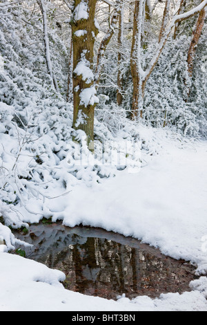 Schnee in einen Wald Szene Charnwood Forest, Leicestershire mit Reflexion in einem kleinen pool Stockfoto