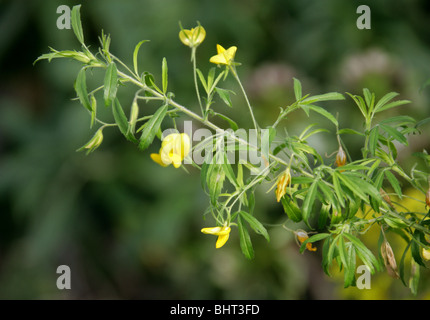 Große gelbe Restharrow, Ononis Natrix Subspecies Angustissima, Fabaceae (Leguminosae), Kanarische Inseln Stockfoto