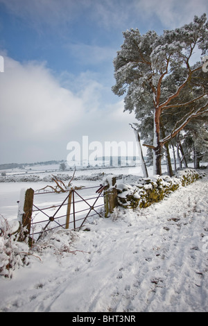 Winter-Landschaft, Schnee bedeckt den Boden und auf Bäumen in Sharpley Felsen, in der Nähe von Mount St Bernard Abtei, Coalville Stockfoto