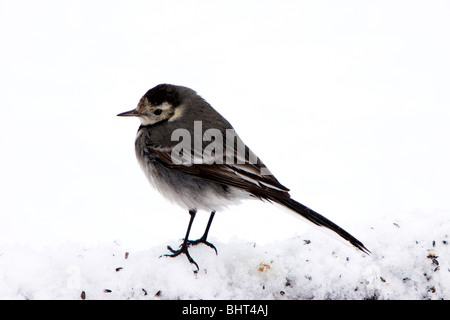 Trauerschnäpper Bachstelze Motacilla Alba im Schnee Stockfoto