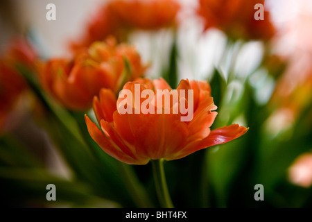 Eine orangefarbene Tulpe in voller Blüte Stockfoto