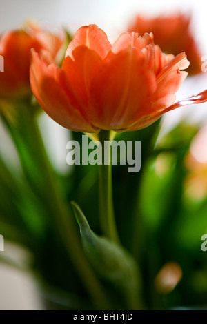 Eine orangefarbene Tulpe in voller Blüte Stockfoto