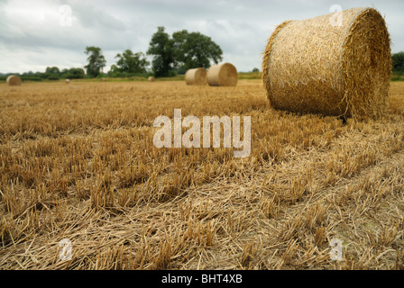 frisch geschnitten von Heuballen in einem Feld von Stoppeln mit subtilen de-fokussierten Hintergrund für die Wirkung Stockfoto