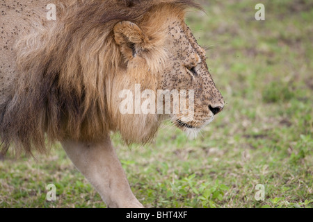 Löwe Panthera Leo Kopfschuss bedeckt fliegen auf die Serengeti-Ebene Stockfoto