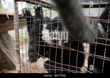 In Gefangenschaft crested schwarz Gibbons gezeigt, wo sie zwischen den Vorführungen für Touristen in Xishuangbanna Nationalpark, China Leben Stockfoto