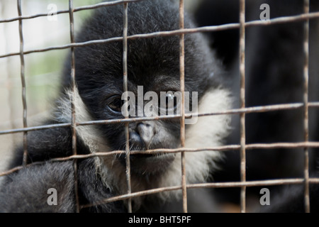 Ein Gefangener crested schwarz Gibbon gezeigt, wo sie zwischen den Vorführungen für Touristen in Xishuangbanna Nationalpark, China Leben Stockfoto