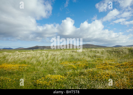 Wildblumen in Machair hinter den Dünen auf der Küste von North Uist, äußeren Hebriden Schottland Stockfoto