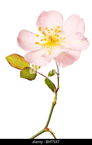 Rosa Garten Rose auf einem reinen weißen Hintergrund isoliert Stockfoto