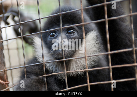 Ein Gefangener crested schwarz Gibbon gezeigt, wo sie zwischen den Vorführungen für Touristen in Xishuangbanna Nationalpark, China Leben Stockfoto