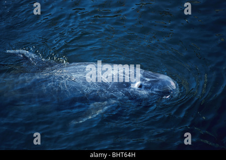 RISSO DELPHIN Stockfoto