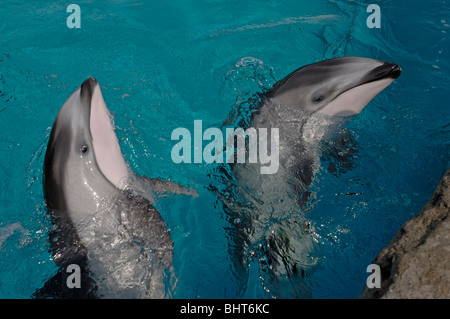 PACIFIC WHITE-SIDED DOLPHIN KALB UND MUTTER Stockfoto