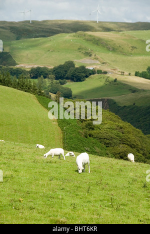 Neu geschoren weiße Schafe grasen im Feld auf sanften walisischen Hügeln mit Blick auf bewaldete Tal, Wales Stockfoto