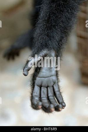 Die Hand des einen arboreal crested schwarz Gibbon erreichen durch die Gitterstäbe des Käfigs im Xinshuangbanna Nationalpark, China Stockfoto