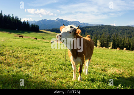 Braun weiße Kuh auf einer Alm in Polen Stockfoto