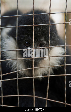 Ein Gefangener crested schwarz Gibbon, eingesperrt zwischen Leistungen für Touristen in Xishuangbanna Nationalpark, China Stockfoto