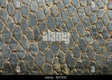 Europäischer Biber (Castor Fiber). Abschnitt der haarlosen skaliert Schweif. Stockfoto