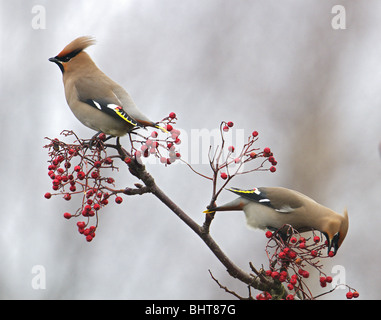 SEIDENSCHWANZ (Bombycilla Garrulus) zwei Personen essen VOGELBEEREN. WINTER. UK Stockfoto