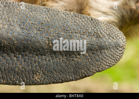 Europäischer Biber (Castor Fiber). Abschnitt des Flach, haarlose Schwanz. In der Navigation verwendet, und wenn auf dem Wasser gestört, Slapping hart, communicating​ zu anderen Angst vor möglichen Fressfeinden. ​ Stockfoto